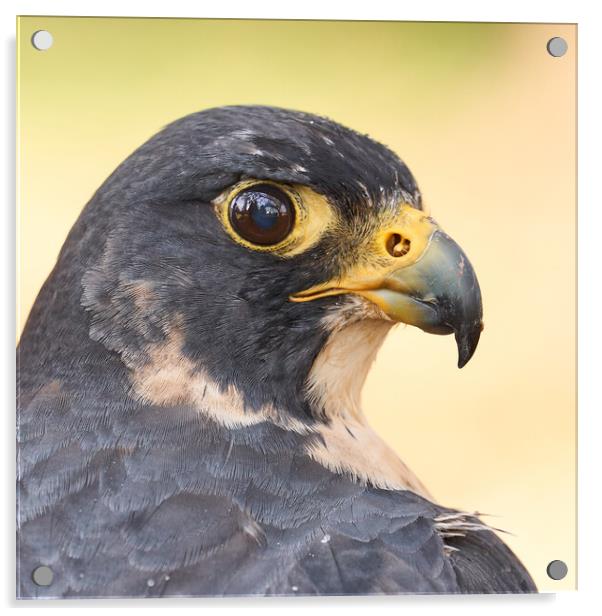 Peregrine Falcon portrait Acrylic by Jim Hughes
