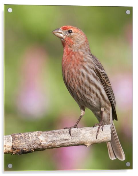 Proud to be a House Finch Acrylic by Jim Hughes
