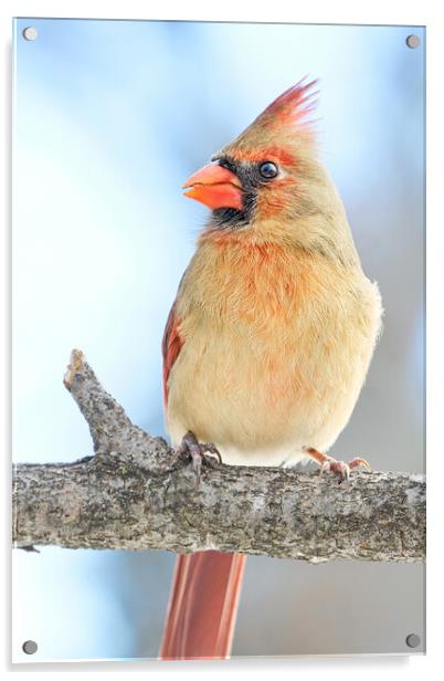 Female Cardinal on a winter morning Acrylic by Jim Hughes