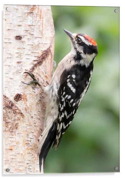 Male Downy Woodpecker Acrylic by Jim Hughes