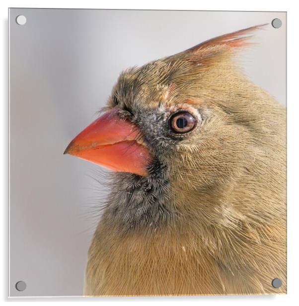 Female Cardinal portrait Acrylic by Jim Hughes