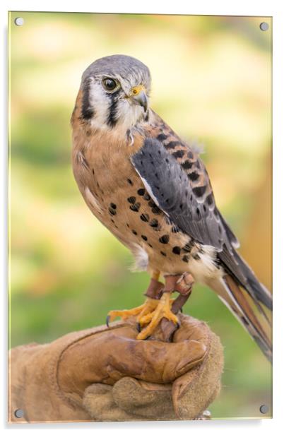 American Kestrel Acrylic by Jim Hughes