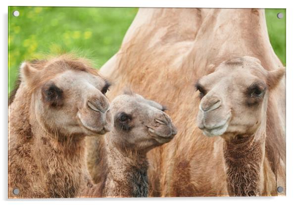 Bactrian camels Acrylic by Jim Hughes
