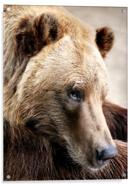 Alaskan Brown (grizzly) bear Acrylic by Jim Hughes