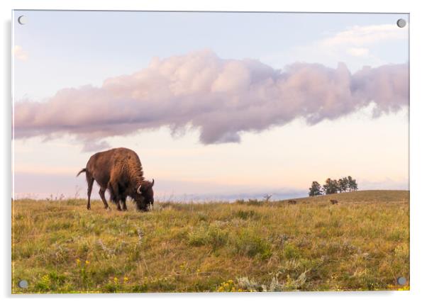 Lone Bison in Black Hills, South Dakota Acrylic by Jim Hughes