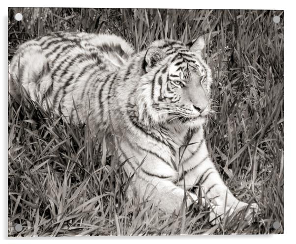 Siberian Tiger in grass Acrylic by Jim Hughes