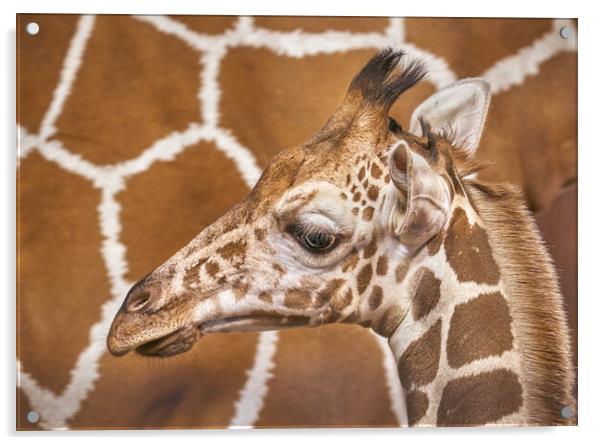 Young giraffe Acrylic by Jim Hughes
