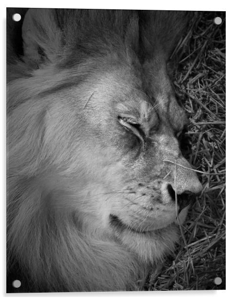 Sleeping Lion Acrylic by Jim Hughes