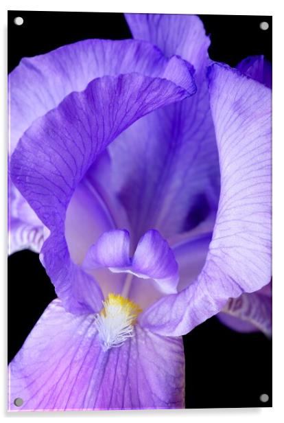 Purple Iris Acrylic by Jim Hughes