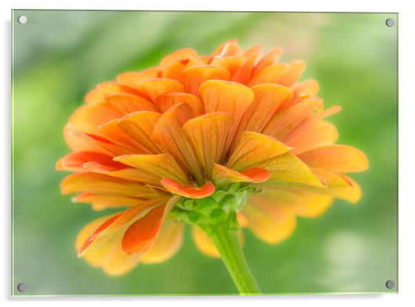 Orange Zinnia Acrylic by Jim Hughes