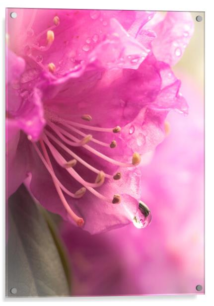 Raindrop on Rhododenron Acrylic by Jim Hughes