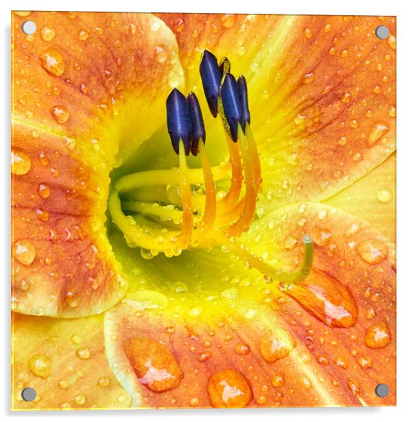 Lily After A Rain Acrylic by Jim Hughes