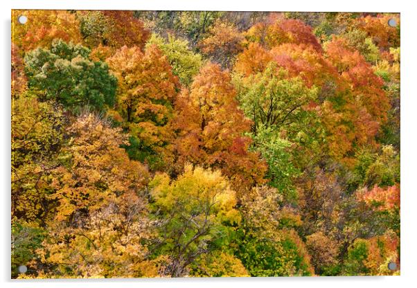 Hillside in fall Acrylic by Jim Hughes