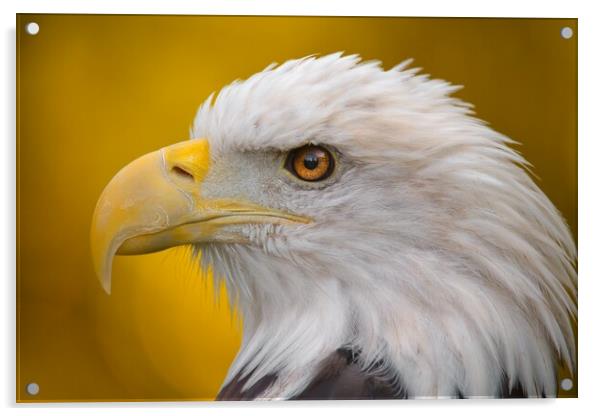 North American Bald Eagle in profile Acrylic by Jim Hughes