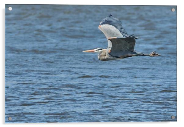 Great Blue Heron on the Misssissippi Acrylic by Jim Hughes
