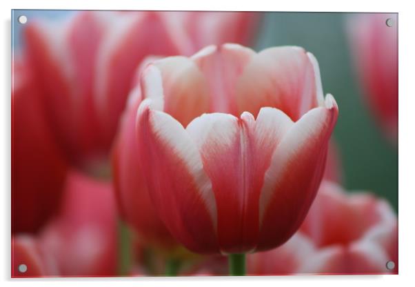 Pink tulip, perfect  Acrylic by Riaan Swanepoel