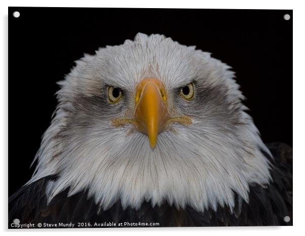 Bald Eagle Acrylic by Steve Mundy