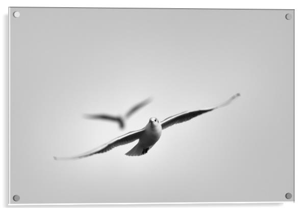 Free As A Seagull Acrylic by Zuzer Cofie