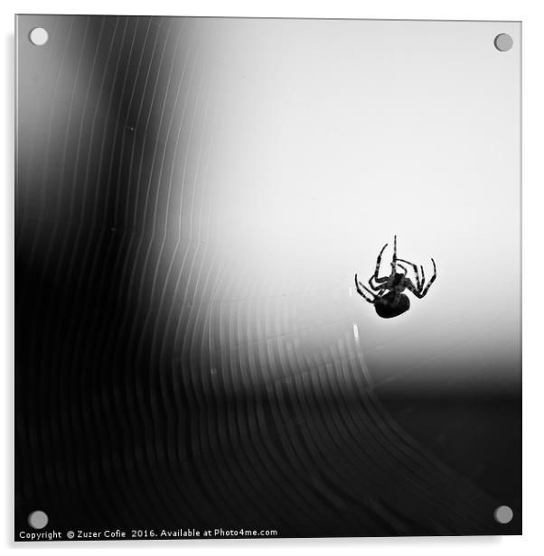 Spider And Web Acrylic by Zuzer Cofie