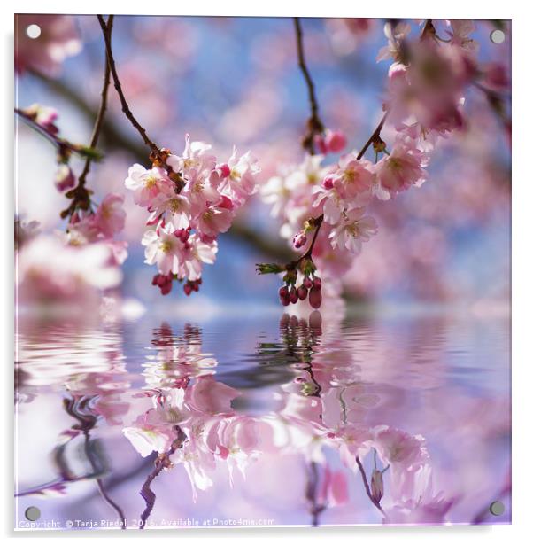 Wonderland Cherry bloosoms Acrylic by Tanja Riedel