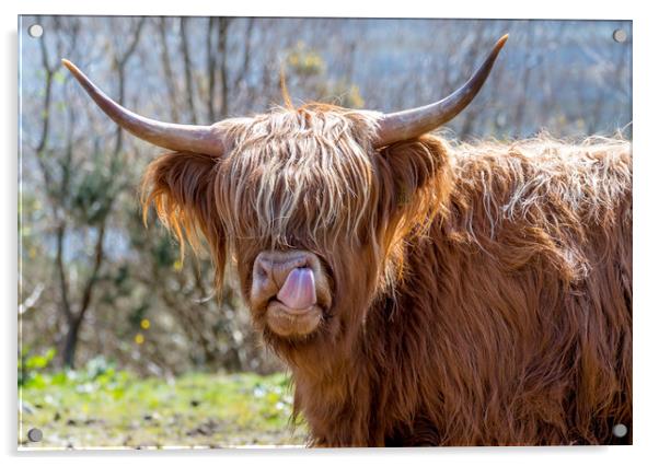Highland Cow Acrylic by Tony Bishop
