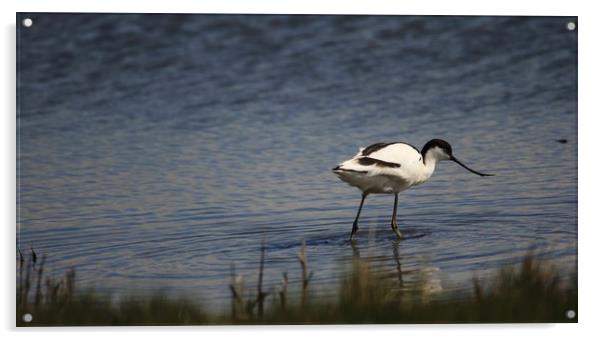 Avocet Acrylic by rob solomon