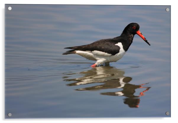 Oystercatcher Acrylic by rob solomon