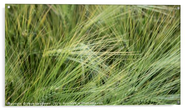 Green wheat Acrylic by Иван Щербанюк