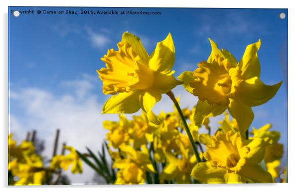 Daffodils in Spring Acrylic by Cameron Shaw