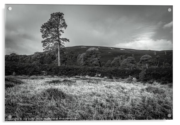 Majestic Scots pine Trees in the Cairngorm Mountains  Acrylic by Joe Dailly