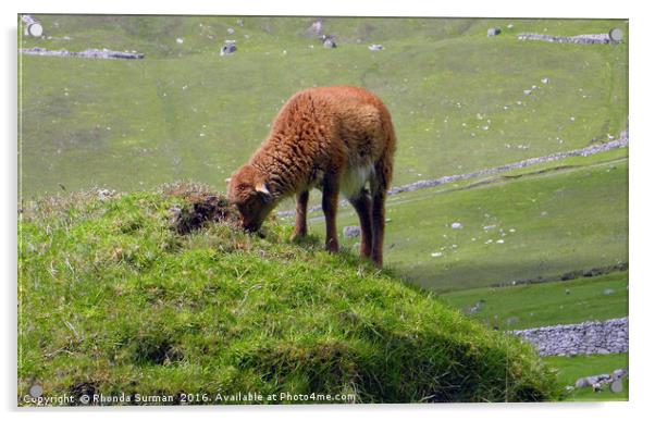 Soay lamb on Cleit Acrylic by Rhonda Surman