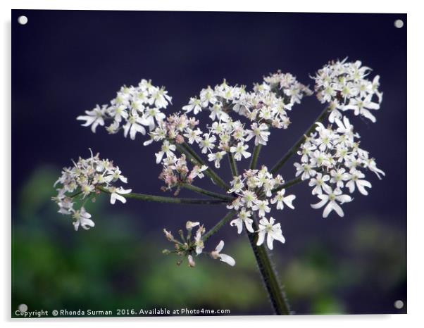 White hogweed flower Acrylic by Rhonda Surman