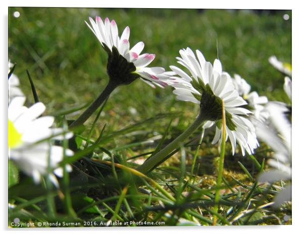 Daisies looking skywards Acrylic by Rhonda Surman