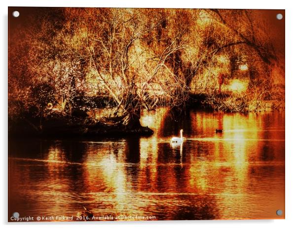 Golden Swan Acrylic by Keith Folkard