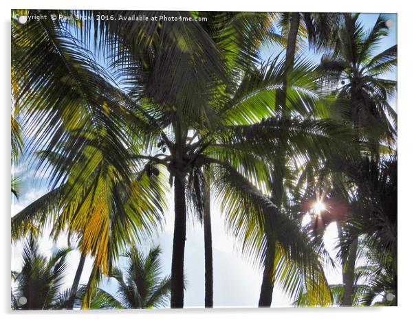 sun through the palms Acrylic by Paul Shaw