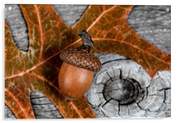 Closeup an acorn with leaf and aged wooden planks in background  Acrylic by Thomas Baker