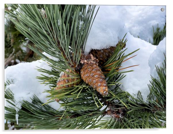 Snow covered outdoor Christmas tree with hanging pine cones  Acrylic by Thomas Baker