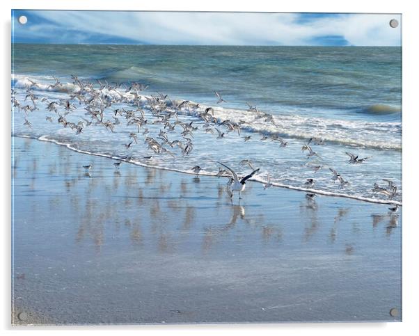 Flock of sea birds with largest bird leading on the ocean Acrylic by Thomas Baker