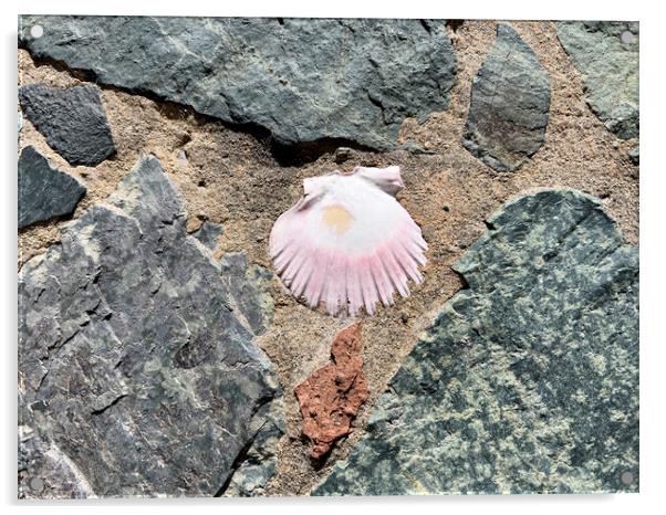 Seashell embedded in rock and sand  Acrylic by Thomas Baker