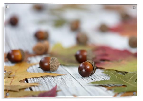 Autumn acorn background  Acrylic by Thomas Baker