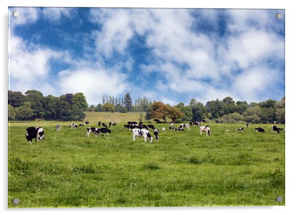 Grazing dairy cows in grassy farm pasture   Acrylic by Thomas Baker