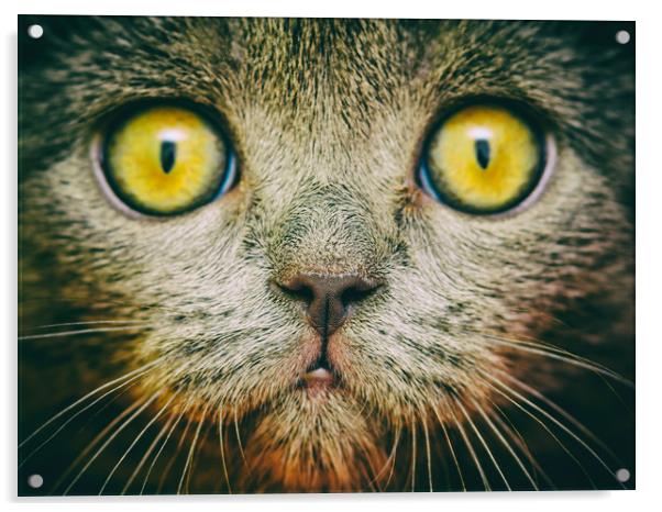 British Short Hair Cat Portrait Acrylic by Radu Bercan