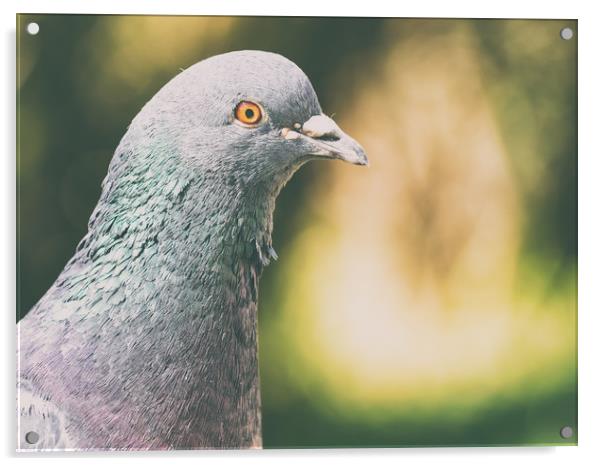 Pigeon Portrait Acrylic by Radu Bercan