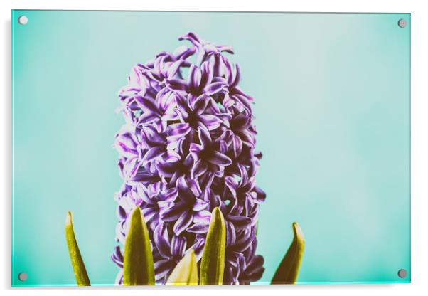 Common Dutch Garden Hyacinth Acrylic by Radu Bercan