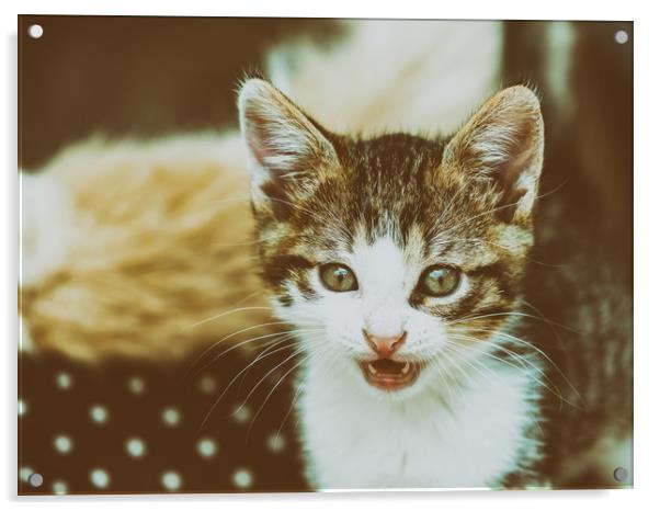 Baby Cat Meowing Acrylic by Radu Bercan