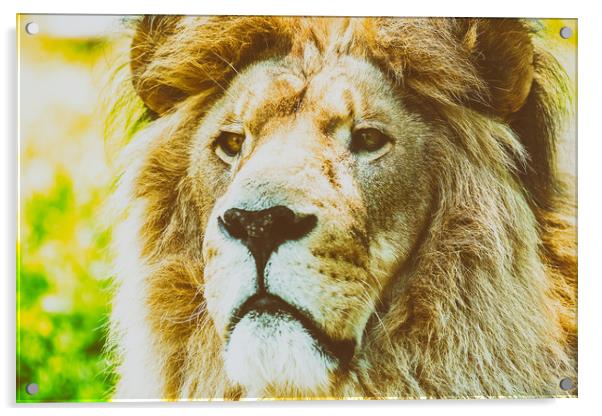 Wild Lion King Feline In Safari Portrait Acrylic by Radu Bercan