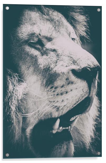 Wild Lion King Feline In Safari Portrait Acrylic by Radu Bercan