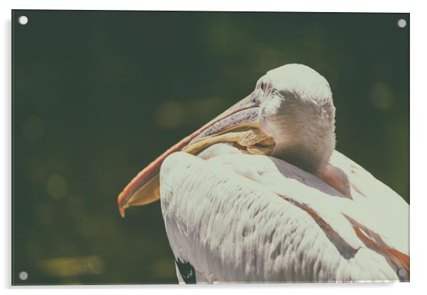 Wild White Pelican Bird Portrait Acrylic by Radu Bercan