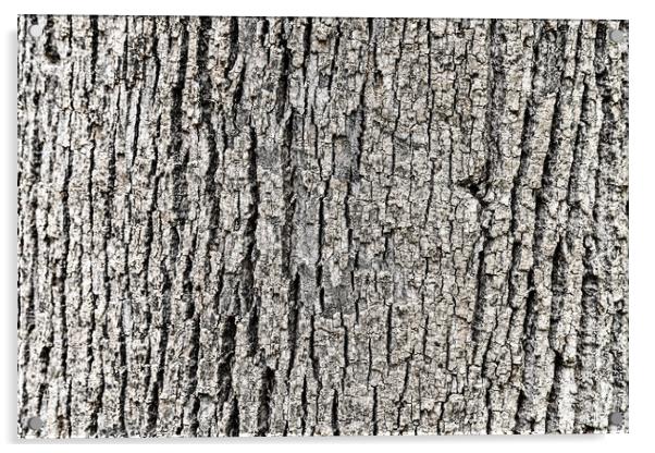 Tree Bark Background Texture Acrylic by Radu Bercan