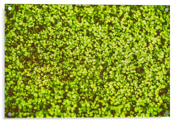 Green Angel Tear Plant Or Pollyanna Vine (Soleirol Acrylic by Radu Bercan